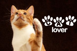 Cat Lover Font for Creative Design